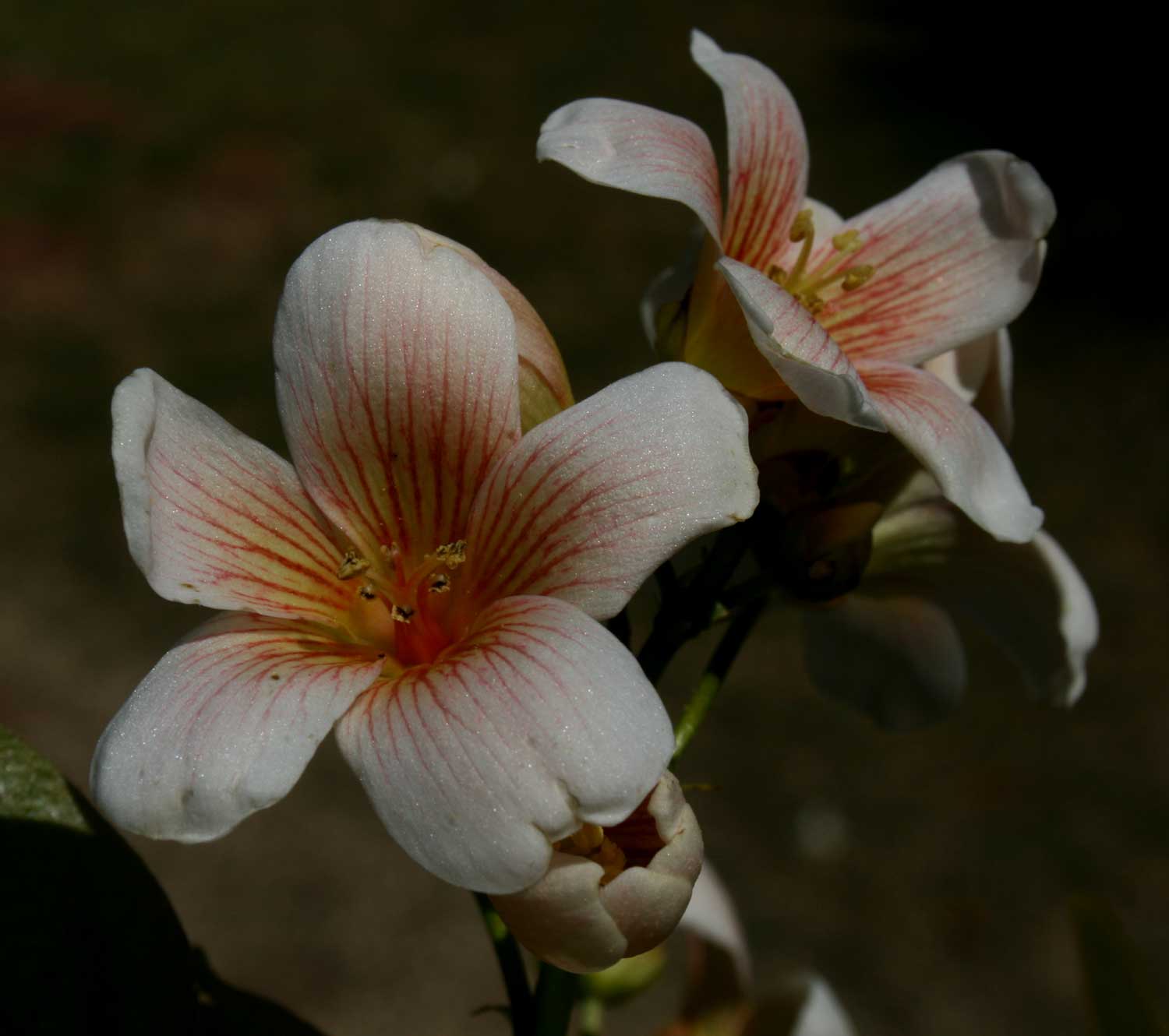 Vernicia fordii