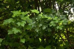 Jatropha curcas