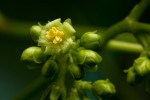 Jatropha curcas
