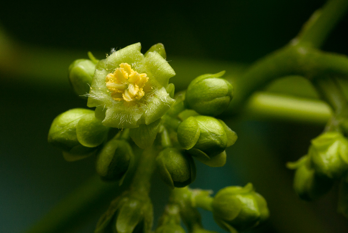 Jatropha curcas