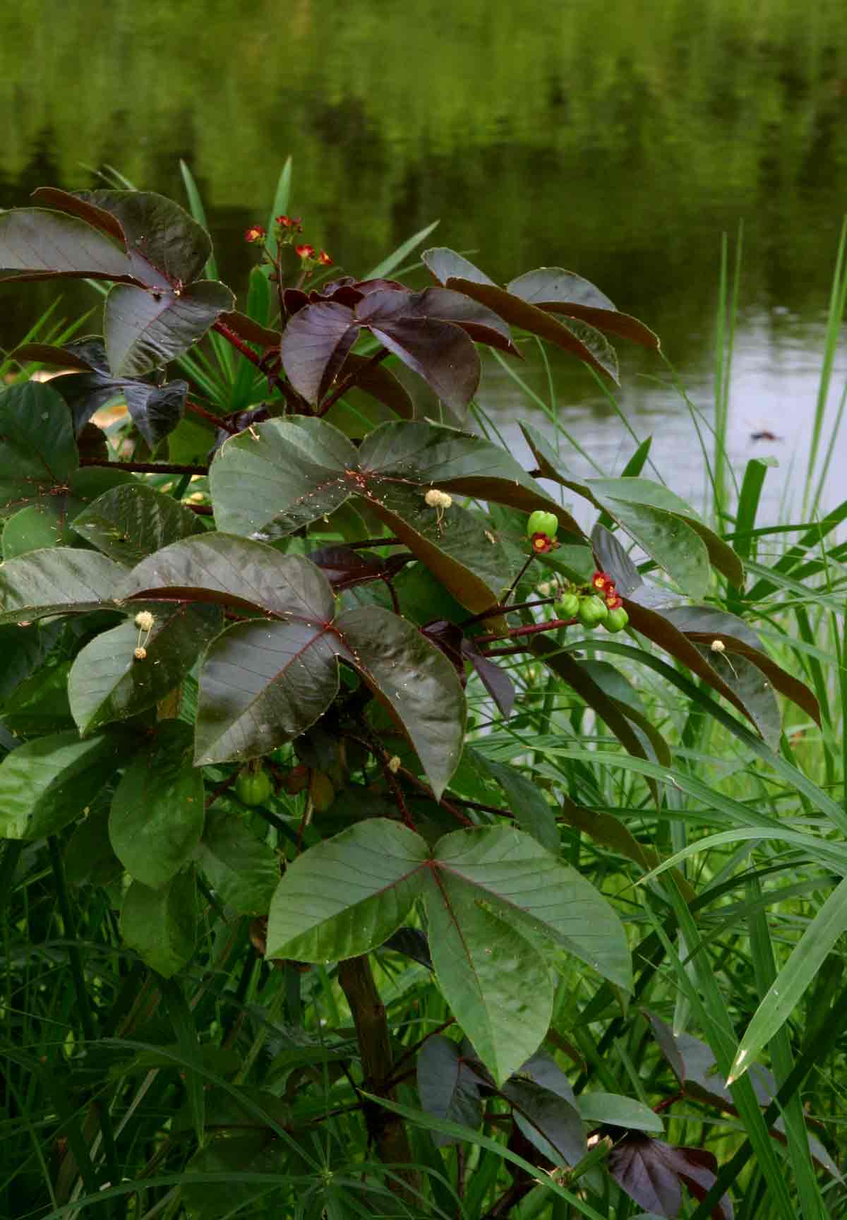 Jatropha gossypiifolia var. elegans