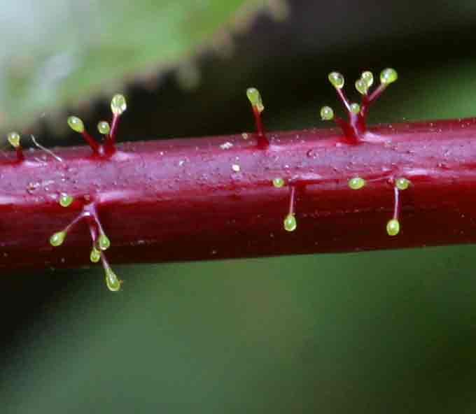 Jatropha gossypiifolia var. elegans
