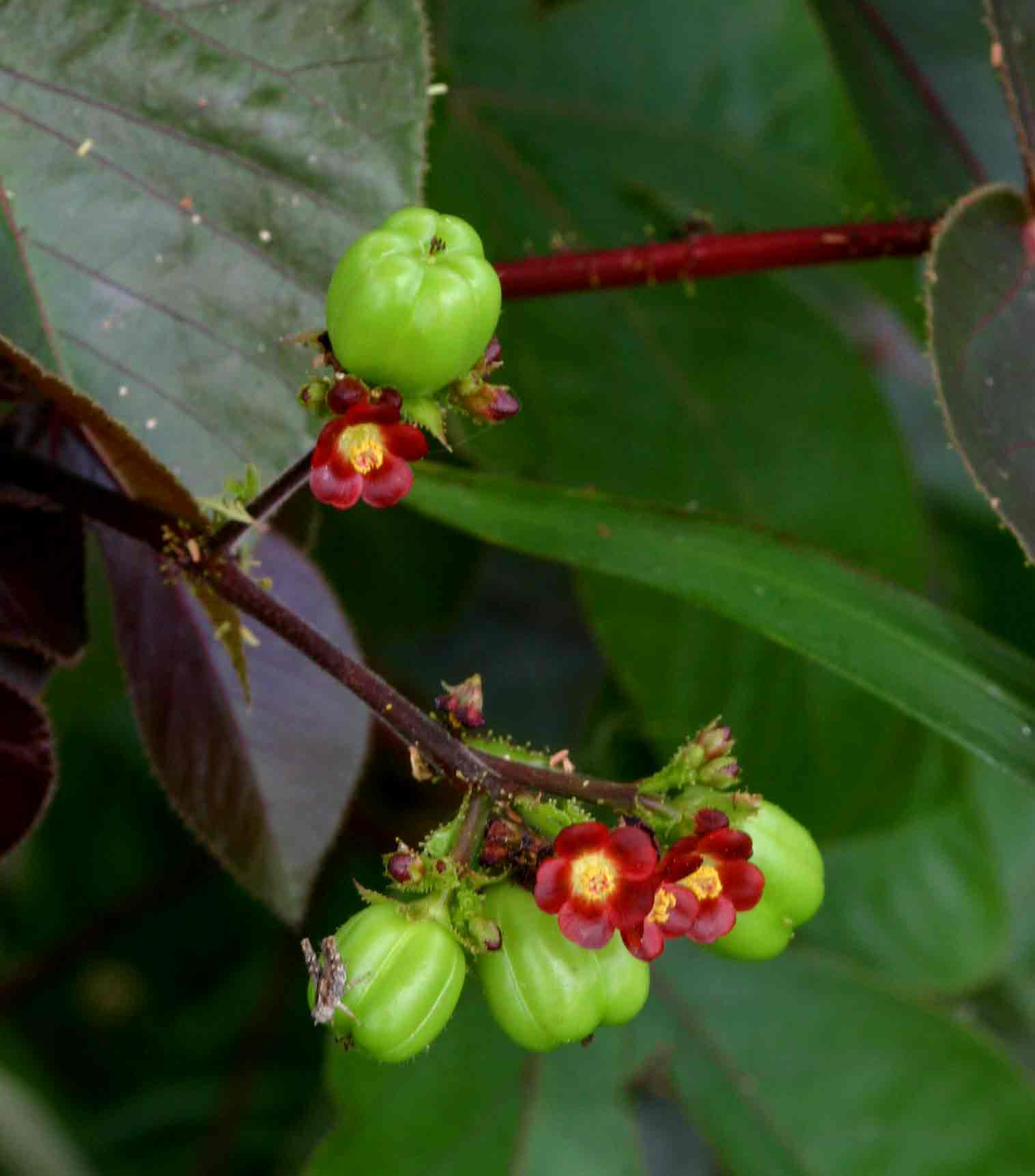 Jatropha gossypiifolia var. elegans