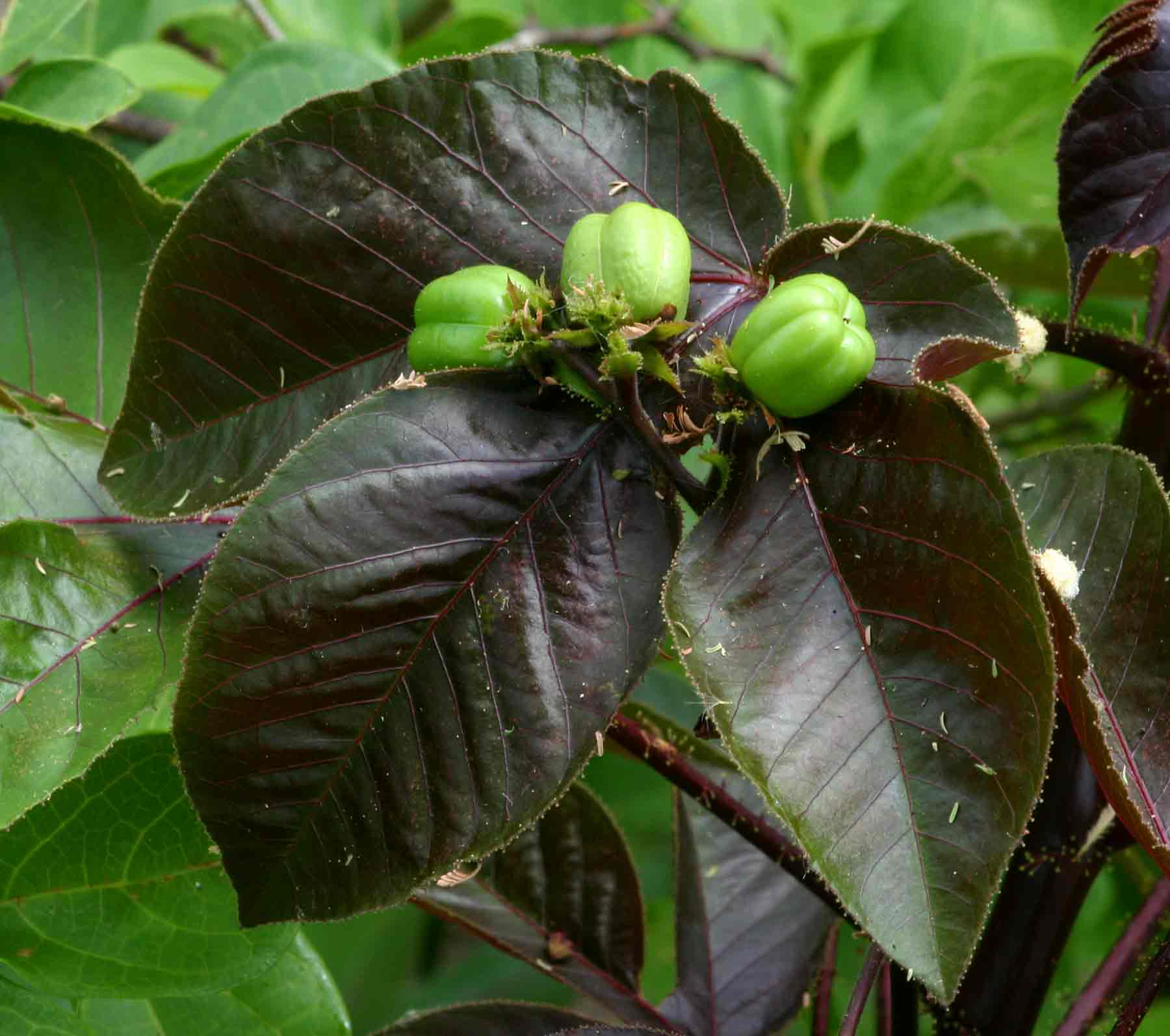 Jatropha gossypiifolia var. elegans