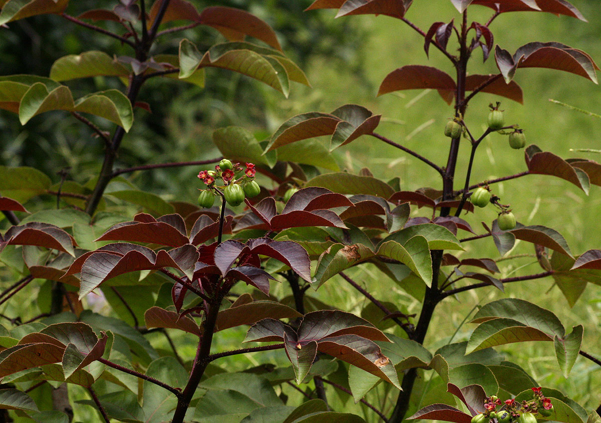 Jatropha gossypiifolia var. elegans