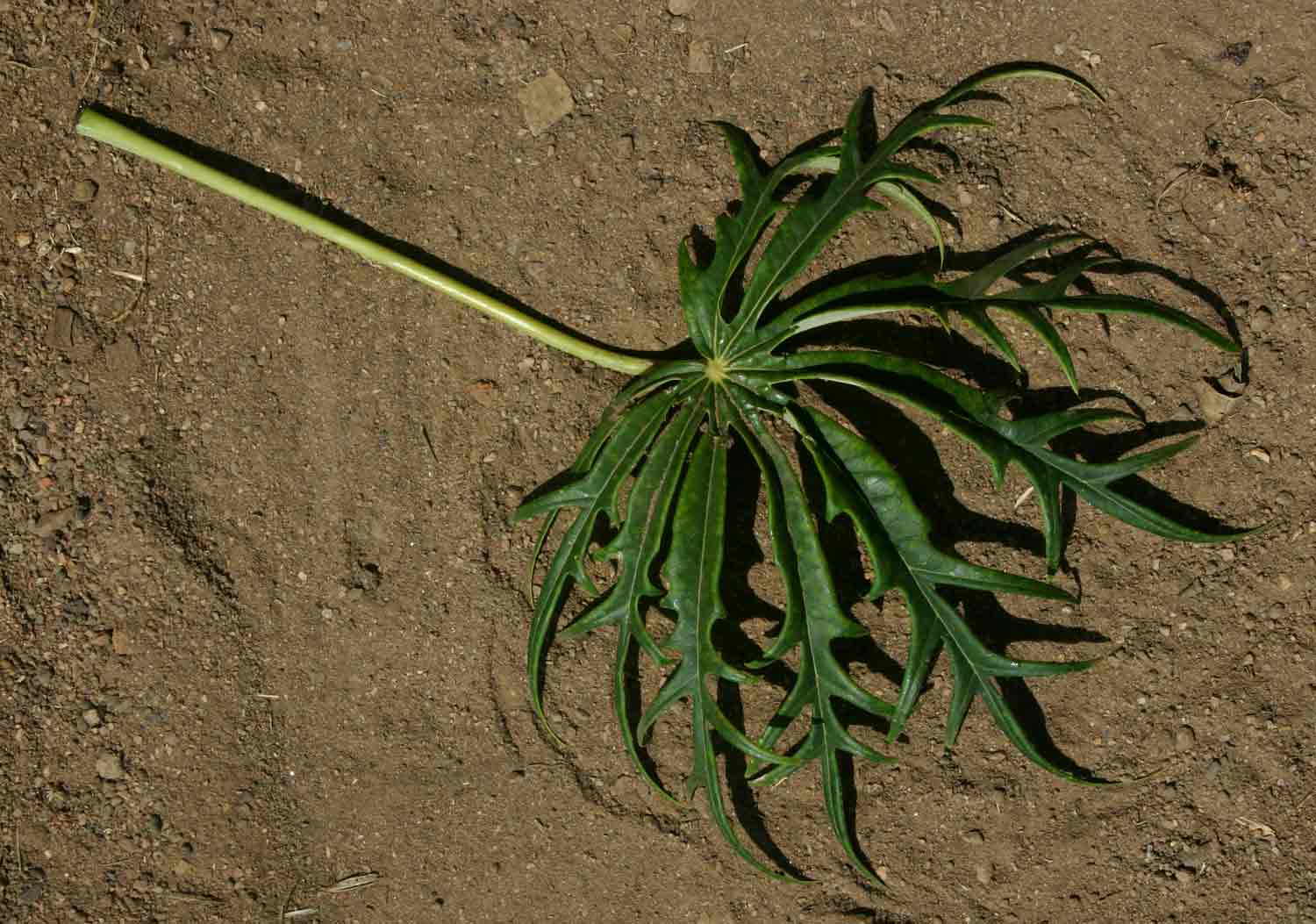 Jatropha multifida