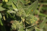 Cephalocroton mollis