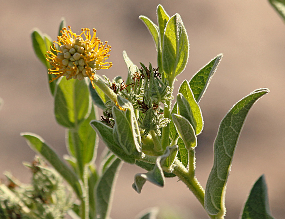 Cephalocroton mollis