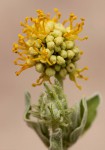 Cephalocroton mollis