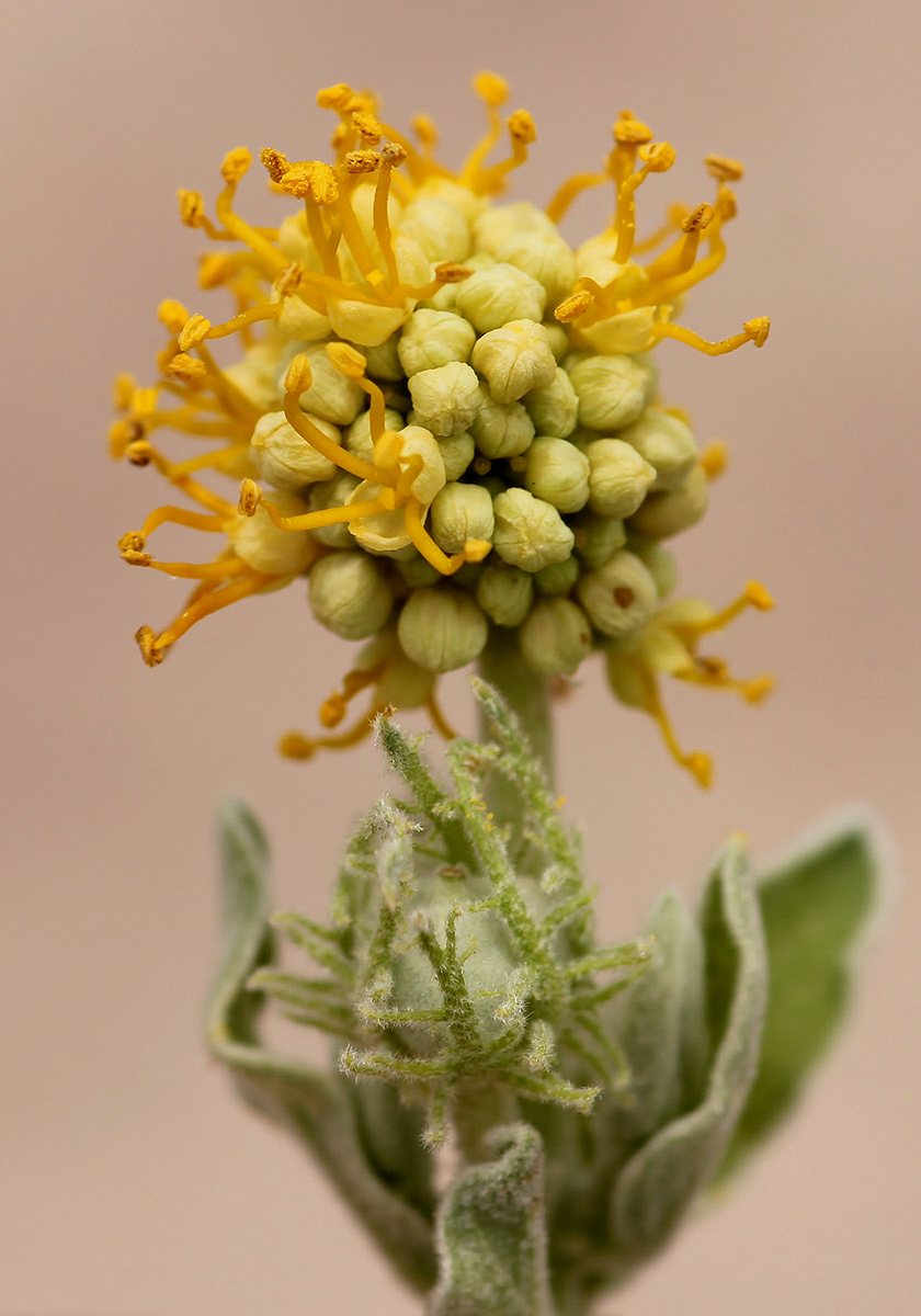 Cephalocroton mollis