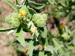 Cephalocroton mollis