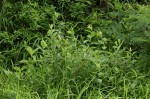 Cephalocroton mollis