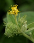 Cephalocroton mollis