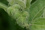 Cephalocroton mollis