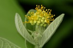 Cephalocroton mollis