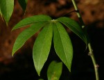 Manihot esculenta