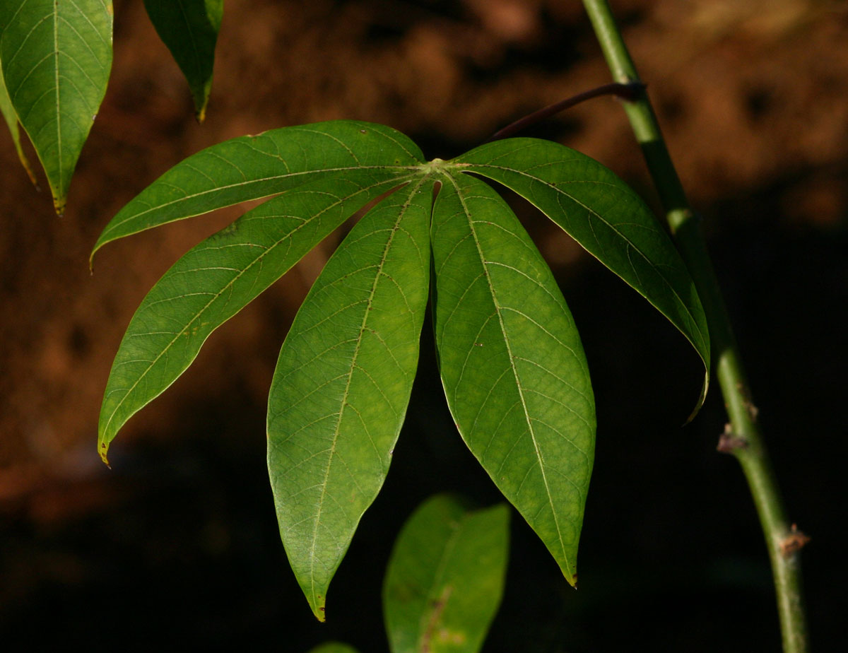 Manihot esculenta