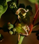 Manihot esculenta