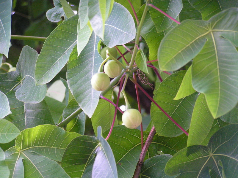 Manihot glaziovii