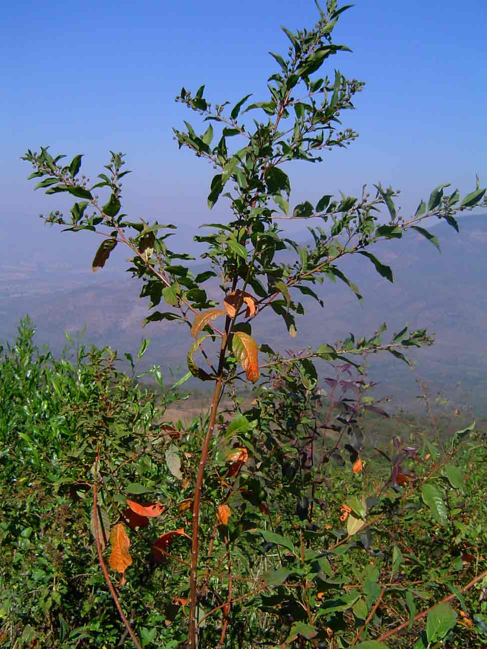 Clutia abyssinica var. abyssinica