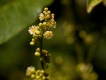 Clutia abyssinica var. abyssinica