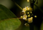 Clutia abyssinica var. abyssinica