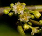 Clutia abyssinica var. abyssinica