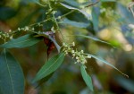 Clutia abyssinica var. abyssinica