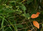 Clutia abyssinica var. abyssinica