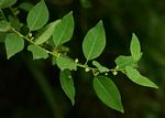 Clutia abyssinica var. abyssinica