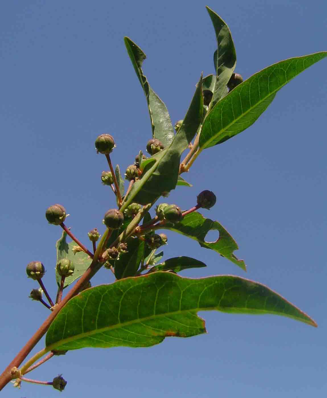 Clutia abyssinica var. abyssinica