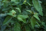 Clutia abyssinica var. abyssinica