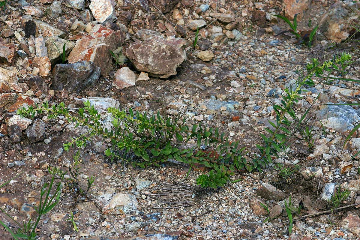 Clutia hirsuta