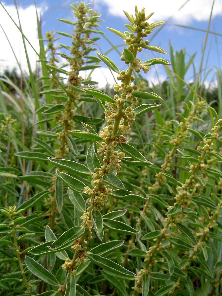 Clutia hirsuta