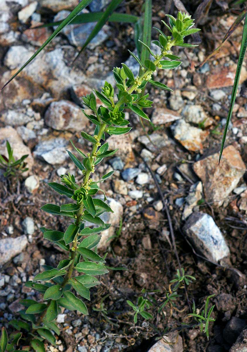 Clutia hirsuta