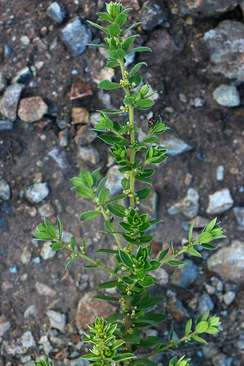 Clutia hirsuta