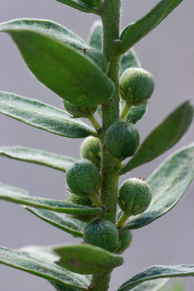 Clutia hirsuta