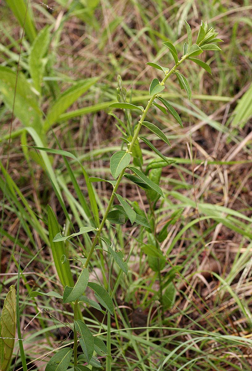 Clutia hirsuta