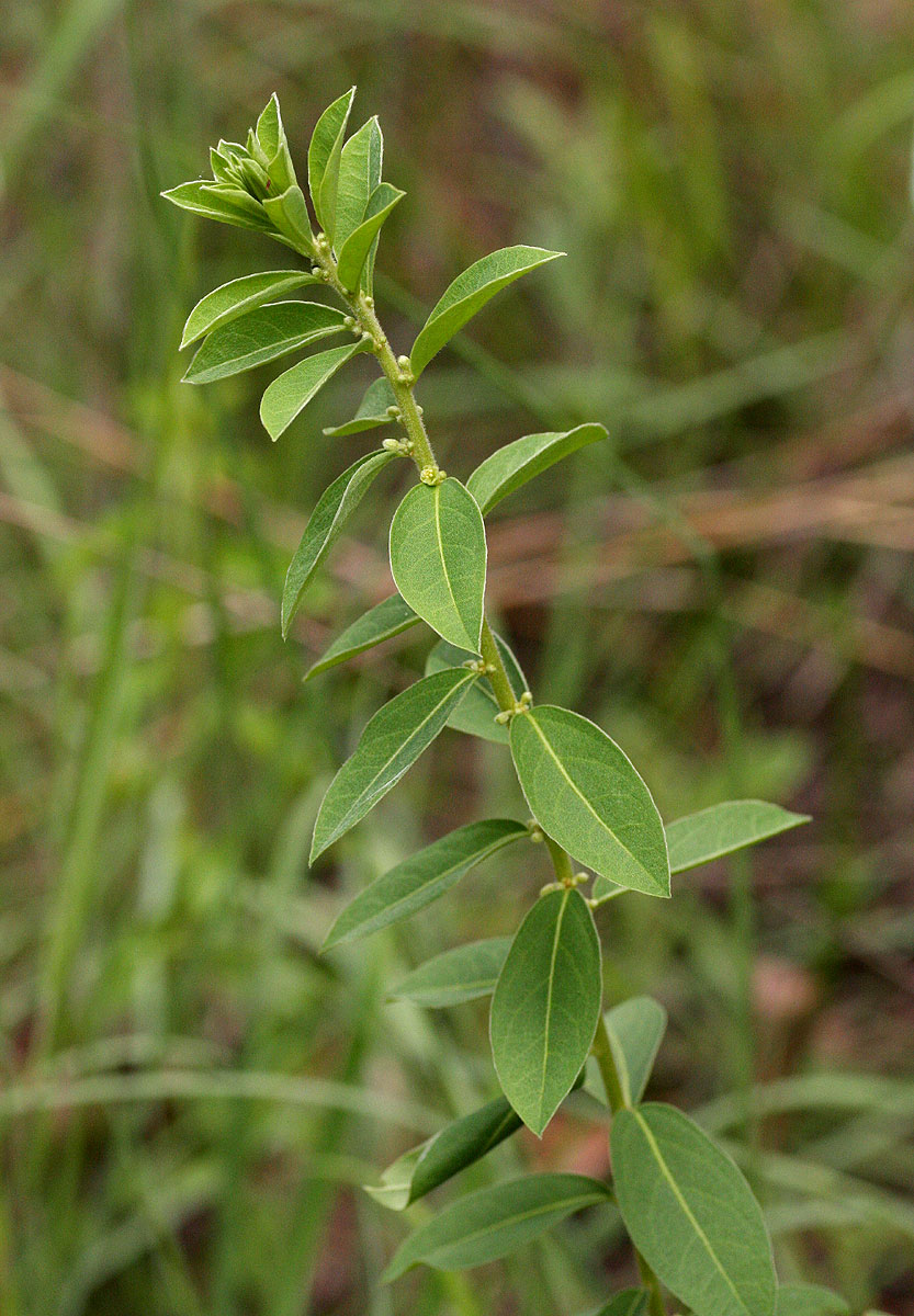 Clutia hirsuta