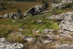 Clutia sessilifolia