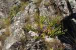 Clutia sessilifolia