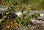 Clutia sessilifolia
