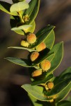 Clutia sessilifolia