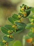 Clutia sessilifolia