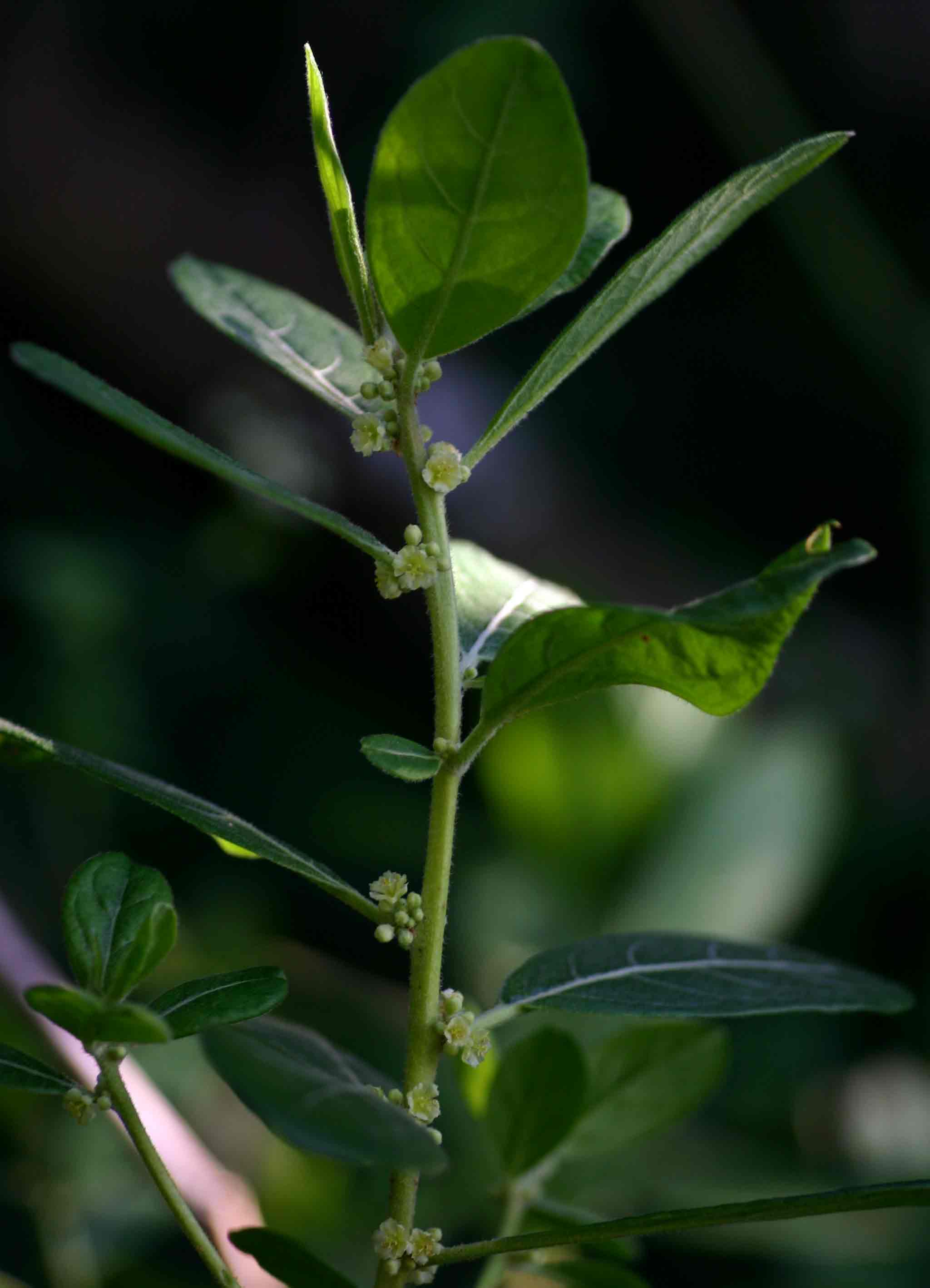 Clutia swynnertonii