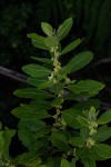 Clutia swynnertonii
