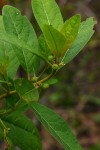 Clutia swynnertonii