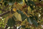 Schinziophyton rautanenii