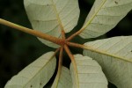 Schinziophyton rautanenii