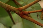 Schinziophyton rautanenii